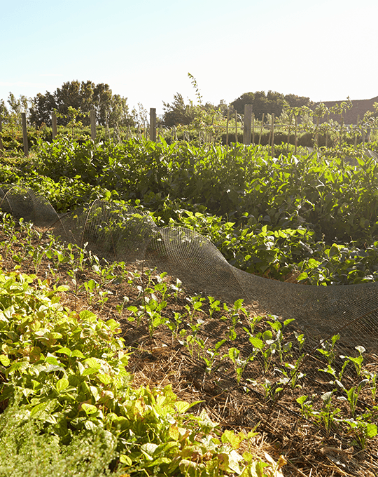 Food Ingredients Farm